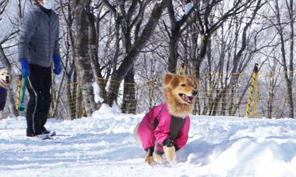 IWATAKE WHITE PARK DOG RUN